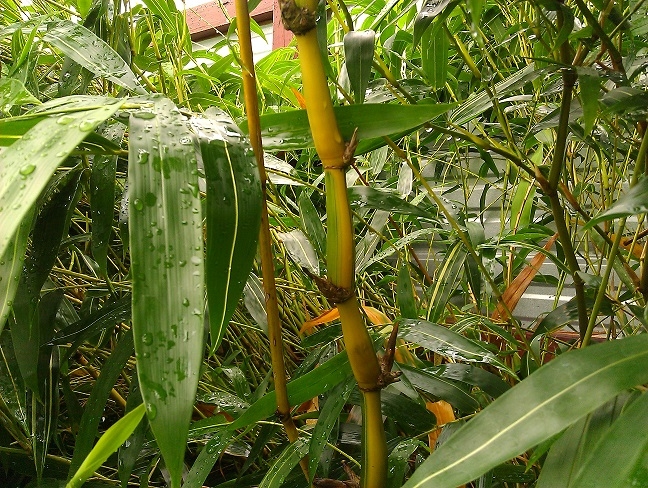 Bamboo Your Privacy Logo